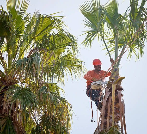 How Our Tree Care Process Works  in  East Hemet, CA